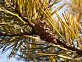 Pinus sylvestris Aurea Nizbet IMG_4545 Sosna pospolita
